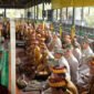 Pemko Banjarmasin menggelar ziarah di Kompleks Makam Sultan Suriansyah dalam rangka peringatan Hari Jadi ke-500, kamis (24/9/2026) di Kelurahan Kuin Utara - Foto Dok Istimewa 